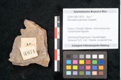 Foto (Objekt + Etikett) von Neuropteris pteroides Goeppert (NHMW-GEO-2024-0188-10674)